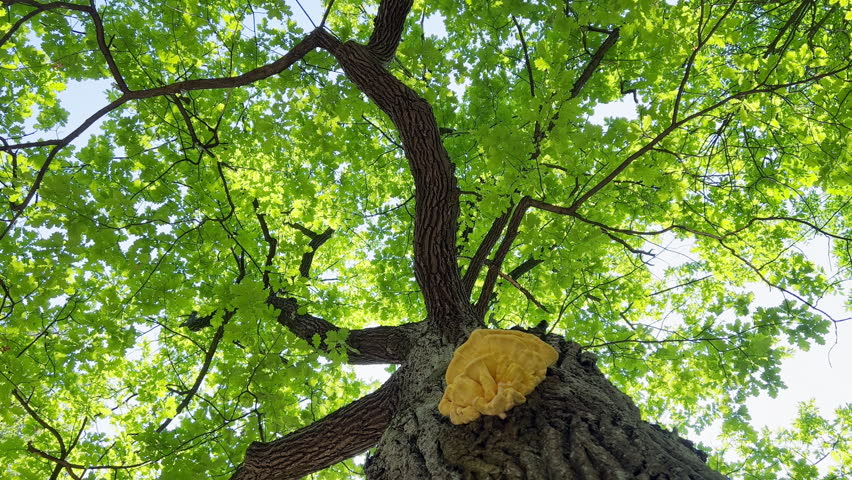 the crown of a huge oak tree on a sunny summer day, a yellow-colored mushroom grows on a tree trunk, a blue sky in the background, the sun