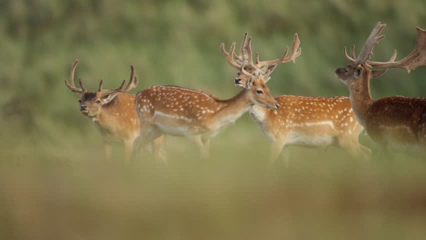 Herd of beautiful young european fallow deer in grassland, tracking Royalty-Free Stock Footage #1108046959
