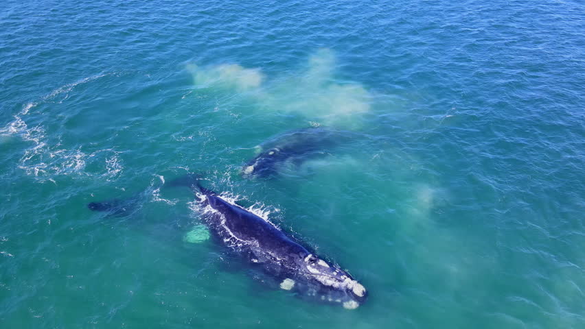 Sediment in coastal waters of Hermanus churned up by mating aggregation of Southern Right whales Eubalaena australis, top aerial view Royalty-Free Stock Footage #1108049629
