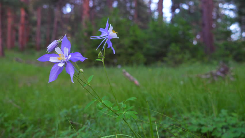 Colorado Columbine blue purple wild flowers after cloudy rainfall early morning Evergreen meadow forest mount side Rocky Mountains National Park cinematic pan slider to the left deep in the woods