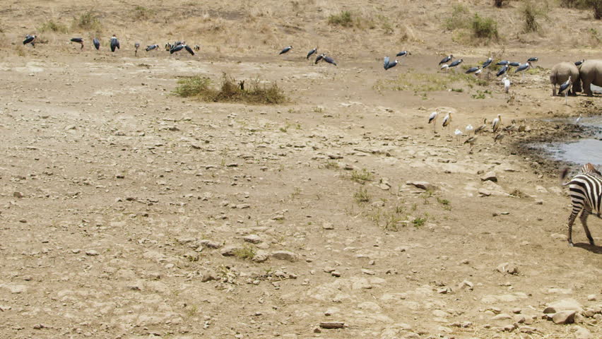Dazzle or herd of zebra drinking and playing at waterhole in Africa