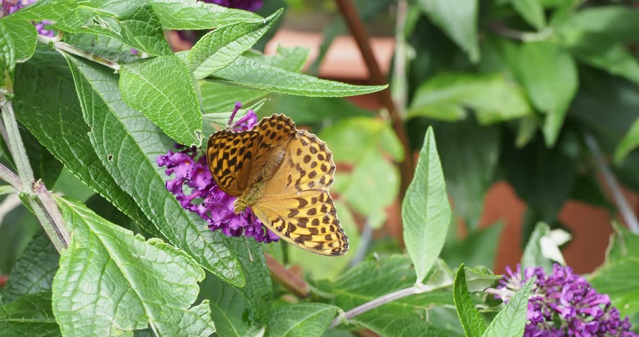 (Argynnis paphia) Silver-washed fritillary dorsal side pale orange with black spots feeding nectar on summer lilac (Buddleja davidii)
