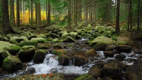 Mountain creek or river in a forest, nature landscape stock video 4k. 