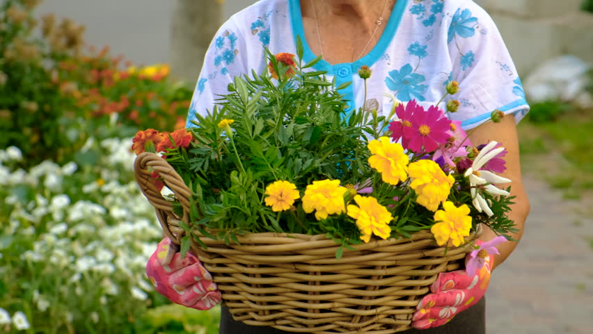 Grandmother is planting flowers in the garden. Selective focus.