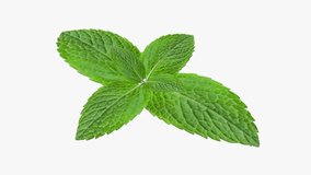 High-definition video showcasing the intricate details of a vibrant mint leaf. The camera gracefully moves, capturing the leaf's texture and natural luster. Perfect for culinary projects.