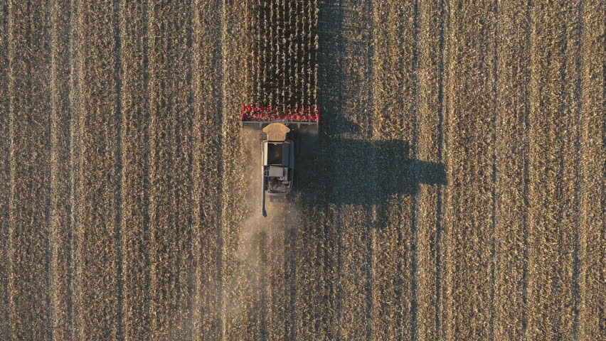 Top view of combine gathering corn or wheat crop. Flying over harvester slowly rides among field cutting barley or maize stalks. Agricultural machinery working at farm. Harvesting concept. Aerial shot Royalty-Free Stock Footage #1108054149