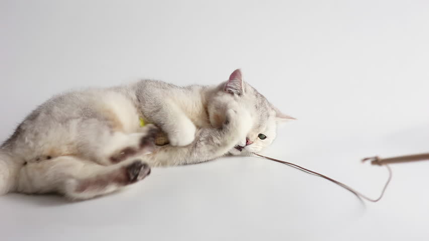A cute white british cat plays with a toy mouse on a rope