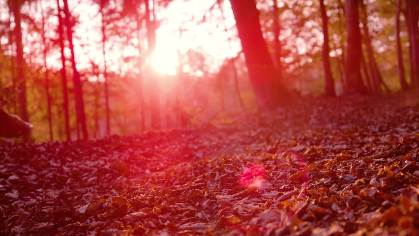 SLOW MOTION, LENS FLARE: Dog running together with a horse through autumn forest. Beautiful sunrise in the woods with a galloping horse and shepherd dog leaving behind a cloud of rustling dry leaves Royalty-Free Stock Footage #1108056671