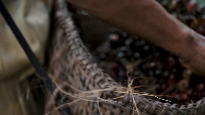 Farmer Carrying A Basket With Palm Oil Tree Fruit For Native Pigs. - close up Royalty-Free Stock Footage #1108058961