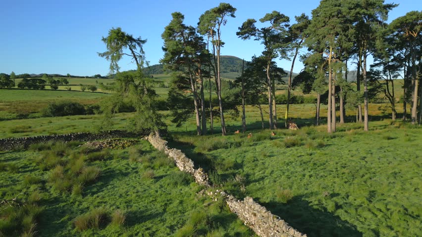 Dry stone wall and line of pine trees with wooded hill Great Mell Fell in background, slow pan across on sunny summer morning in the English Lake District, Cumbria, UK.