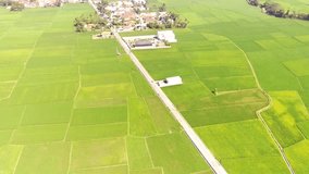Aerial Videos. Aerial Drone Footage landscape view of a village road that divides a wide rice field. Road access on the outskirts of Koota Bandung - Indonesia, Asia. High Quality 4k Videos