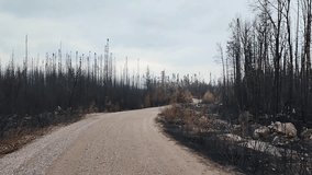 View of aftermath of the fire, devastated and burnt forest in Kirkland Lake, Ontario - Powered by Shutterstock - Get 15% off with code: PIKWIZARD15