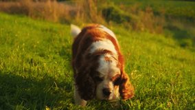 Stunning HD footage of a joyful dog Cavalier King Charles Spaniel happily walking through the grass, wagging its tail and observing the surroundings. Video captured on a sunny summer day.