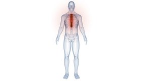 Spinal Cord Vertebral Column Thoracic Vertebrae of Human Skeleton System Anatomy Animation Concept. 3D