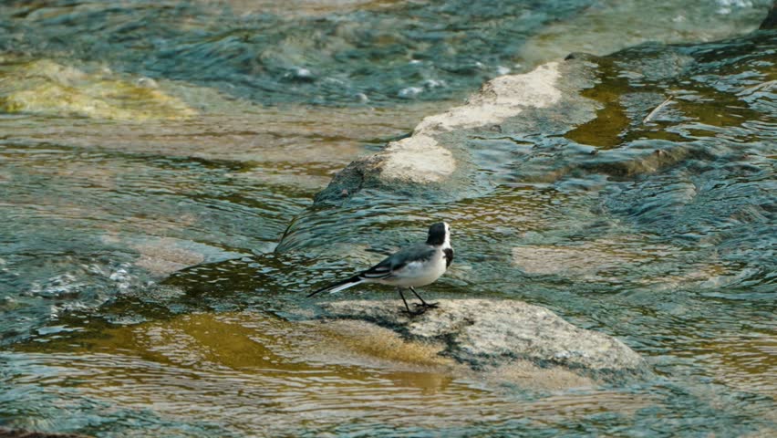 White Wagtail (Motacilla alba) at Walking Foraging at Rocky Shallow Stream in the Evening, Puffing out Plumage and Shakes Body, Spread Wing Out and Wags Tail in Slow Motion