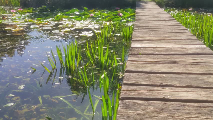 A wooden bridge deck made of old planks on a tourist ecological hiking trail crossing an algae-covered lake in a swampy area.