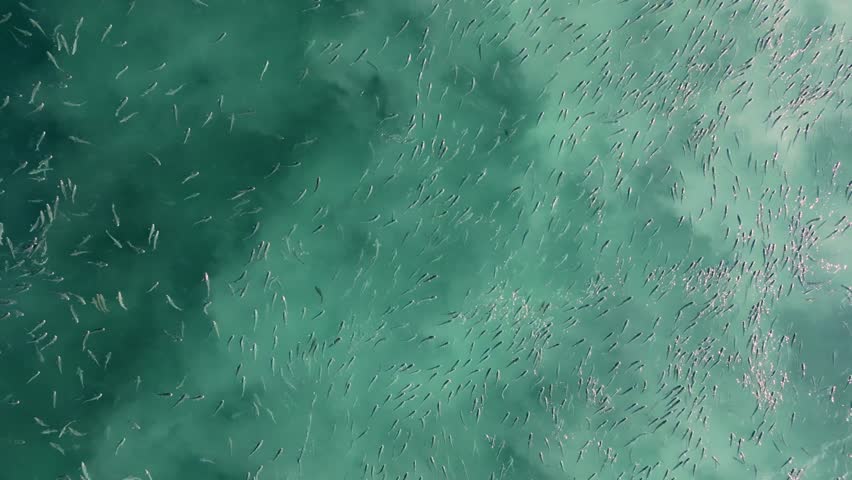 Shoal Of Fish Swimming In The Surface Of Blue Sea In Costa da Morte, Camariñas, Spain. - aerial