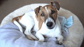 Relaxed dog lying on light comfortable bed looking at camera and tilting the head listening attentively. Video footage young pet portrait.  shallow depth of field. bright room with daylight