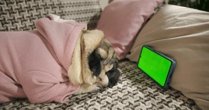 Cute funny pug dog watching smartphone. Pug dog looking at the smartphone screen. Empty green screen. Relaxed dog lying on the couch at cozy home, watching interesting media content. 