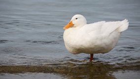 Coastal Quackers: Serene Ducks by the Seashore