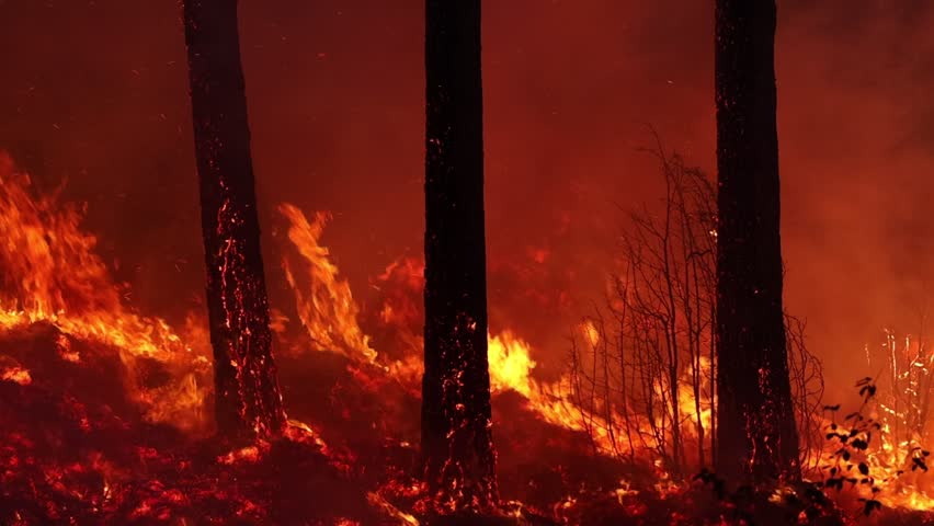 Wildfire in forest, dark red smoke among tree trunks | Shutterstock HD Video #1108088939