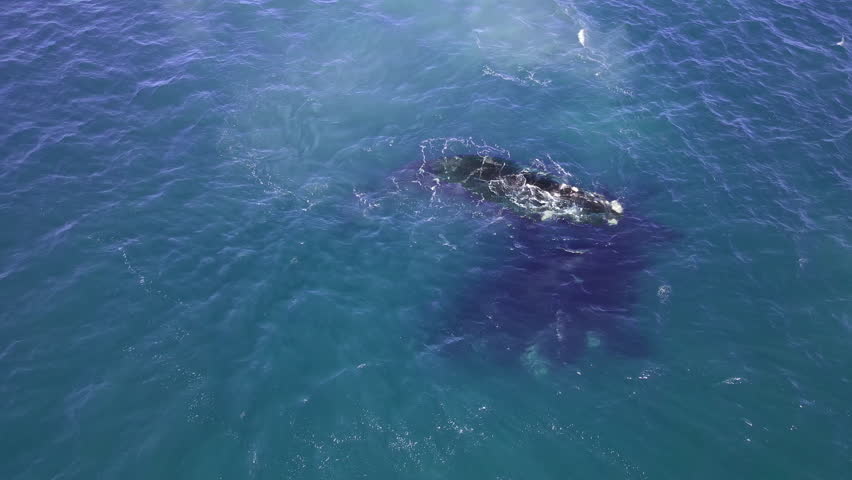 Southern Right whale Eubalaena australis mating aggregation in Atlantic, aerial Royalty-Free Stock Footage #1108094181