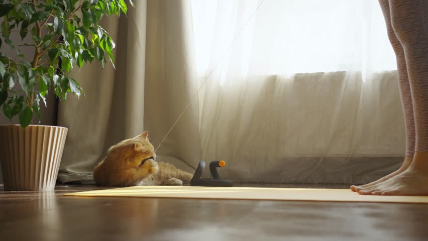 Woman plays with a domestic red cat on a sports mat at home in front of the window in slow motion. A fluffy predator catches a toy mouse with its powerful paws. Royalty-Free Stock Footage #1108096449
