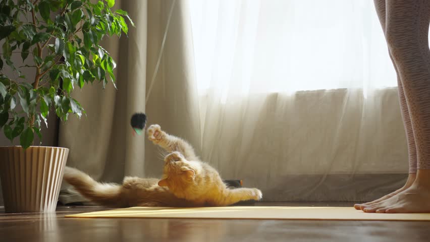 Woman plays with a domestic red cat on a sports mat at home in front of the window in slow motion. A fluffy predator catches a toy mouse with its powerful paws.