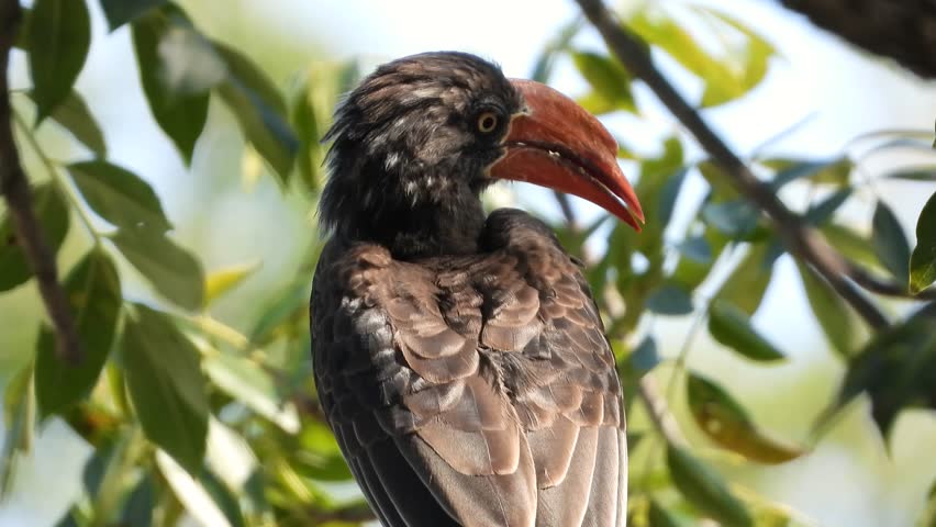 A Southern Ground Hornbill (Bucorvus leadbeateri) in a grassland environment in the Kruger National Park.