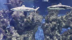 Malta aquarium video Blacktip reef shark, Carcharhinus melanopterus, swims together with other fish