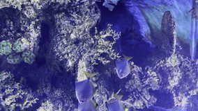 vertical video malta aquarium blue and yellow tang fish habitat reproduction