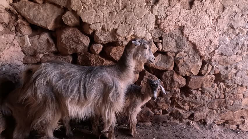 Goat family relaxing on summer day