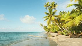 Hawaiian tropical beach. Palm trees with bright leaves on the coast with calm sea water. Amazing panorama. Luxury travel and tourism for summer holidays. Idyllic exotic coast. Video is toned.