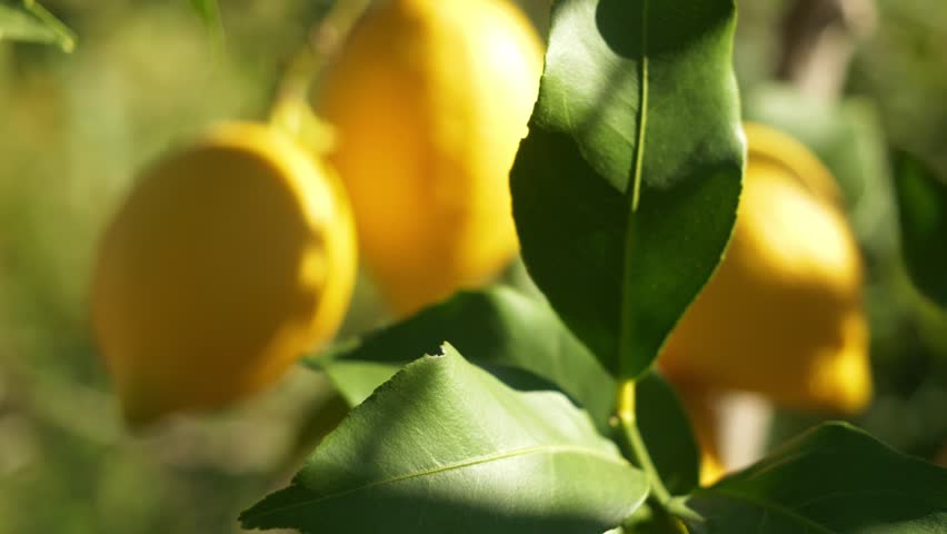 lemon tree with ripe lemons in a citrus grove near Syracuse, Sicily. fruit orchards, lemon grove. boxes full of just picked lemons.  Royalty-Free Stock Footage #1108106089