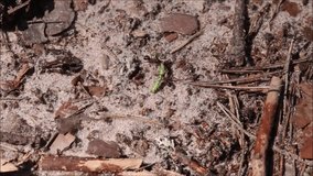Video close-up. Forest ants carry the dead caterpillar to the anthill. Insect teamwork in nature, cooperation