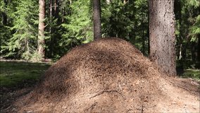 An anthill in the forest under an old tree. A large number of ants crawl up the hill. Lifestyle of insects in nature. Video general plan