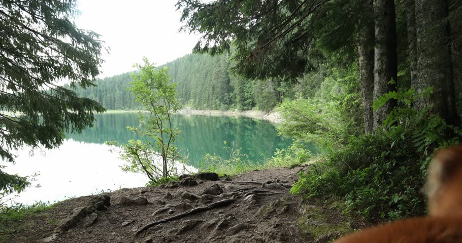 hiker with dogs come out of the forest to the lake shore. girl with pets walking outdoors. Travel through durmitor national park in montenegro.