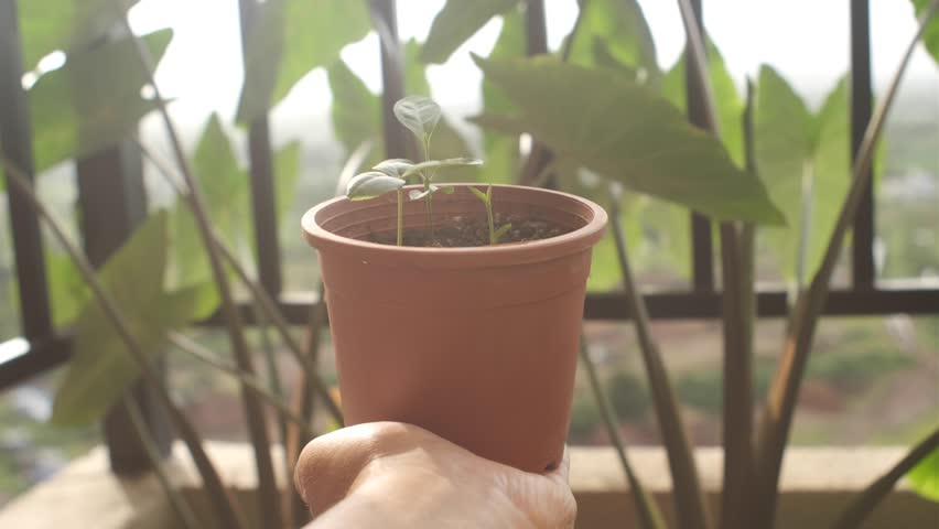 Hand holding Indian aromatic king of lime aka "Gandhoraj lemon" seedlings in a pot. Isolated. Selective focus. 