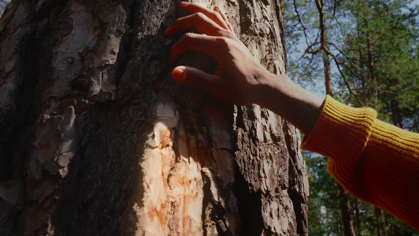 Hand Touching and Stroking Bark of Pine Tree in Forest. Hand Touching Old Majestic Oak Tree. Loving Nature. Harmony Calm Relaxation. Save Earth Green Planet . Royalty-Free Stock Footage #1108110823