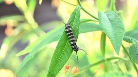 4K HD video of a 4th instar monarch butterfly caterpillar turning around on milkweed leaf with the green leaves blowing in the wind.
