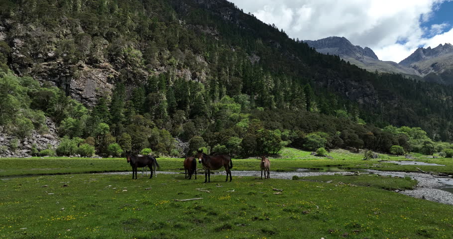 Horses in beautiful high altitude grassland in China