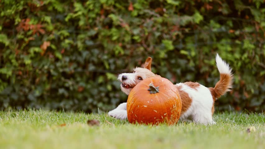 Funny playful pet dog puppy running, chewing and playing with a pumpkin in autumn. Halloween, fall or happy thanksgiving fun. Royalty-Free Stock Footage #1108121619