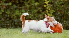 Funny playful pet dog puppy running, chewing and playing with a pumpkin in autumn. Halloween, fall or happy thanksgiving fun. - Powered by Shutterstock - Get 15% off with code: PIKWIZARD15