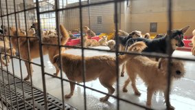 Dogs in shelter behind fence waiting to be rescued and adopted to new home. Asylum for dog. Shelter for animals concept - Powered by Shutterstock - Get 15% off with code: PIKWIZARD15