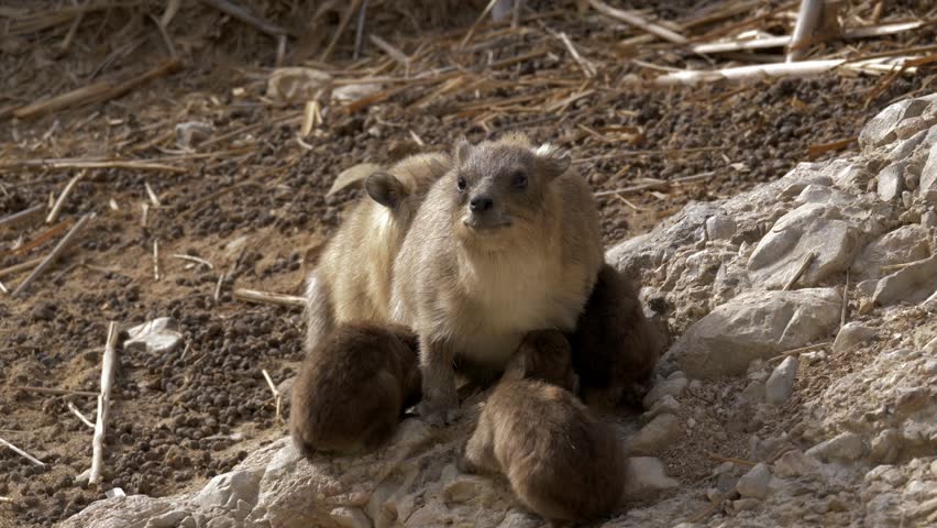 Suckling Rock hyraxes (Procavia capensis)