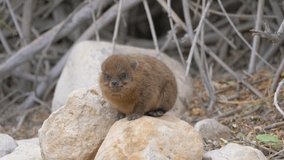 Baby rock hyraxes (Procavia capensis) standing on the rock