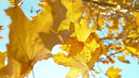 Super slow motion of falling autumn maple leaves against clear blue sky. Filmed on high speed cinema camera, 1000 fps. - Powered by Shutterstock - Get 15% off with code: PIKWIZARD15