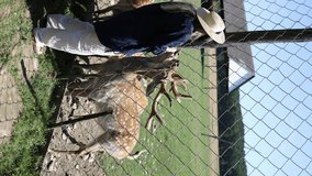 a herd of bambi deer eat from the hands of a girl in a straw hat. vertical video. deer in summer in the zoo.