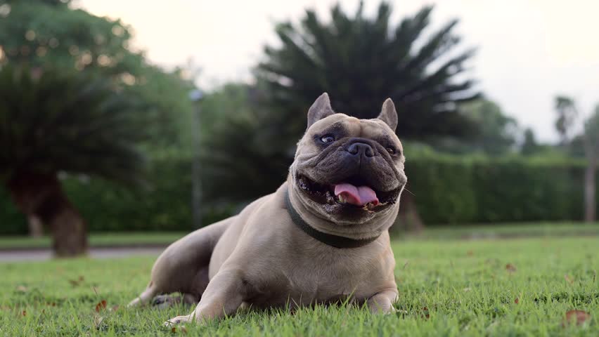 Exhausted french bulldog lying at field sticking tongue out. Royalty-Free Stock Footage #1108131249