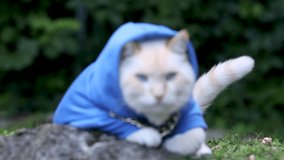Big cat with blue eyes in blue sweatshirt outside - Powered by Shutterstock - Get 15% off with code: PIKWIZARD15